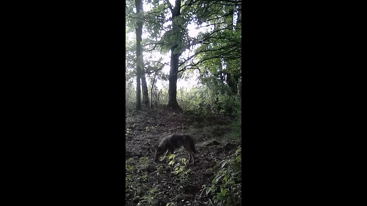 Curious Coyote