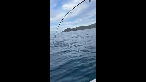 Small Yellowtail kingfish takes lure