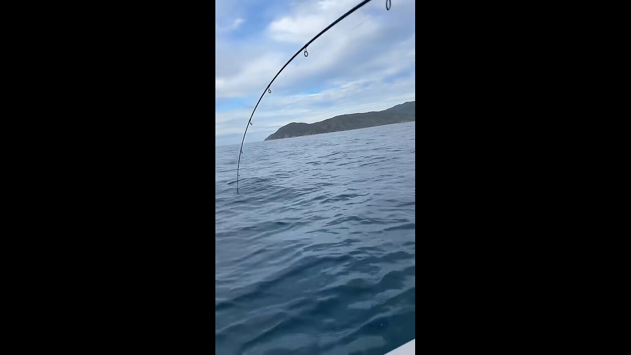 Small Yellowtail kingfish takes lure