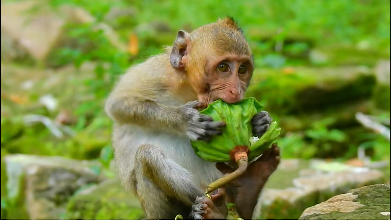 Young Monkey Eating Lotus Fruit