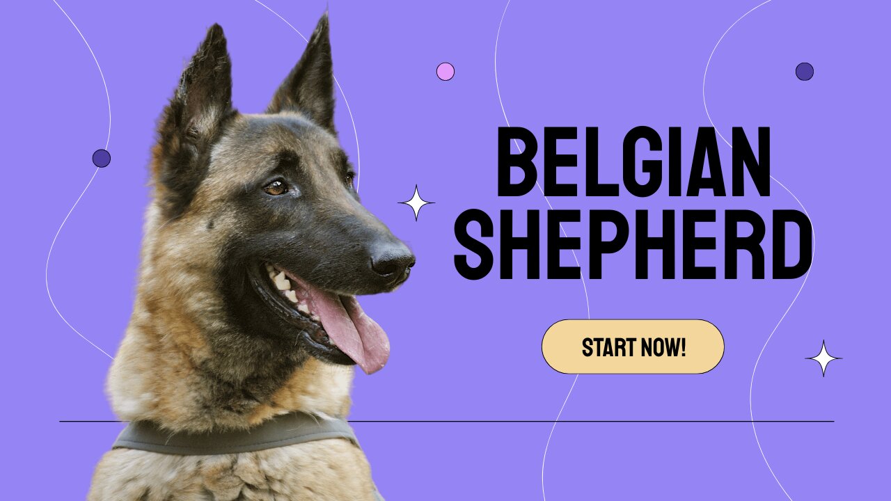 Unleashing the Extraordinary: A Comprehensive Guide to Belgian Shepherds