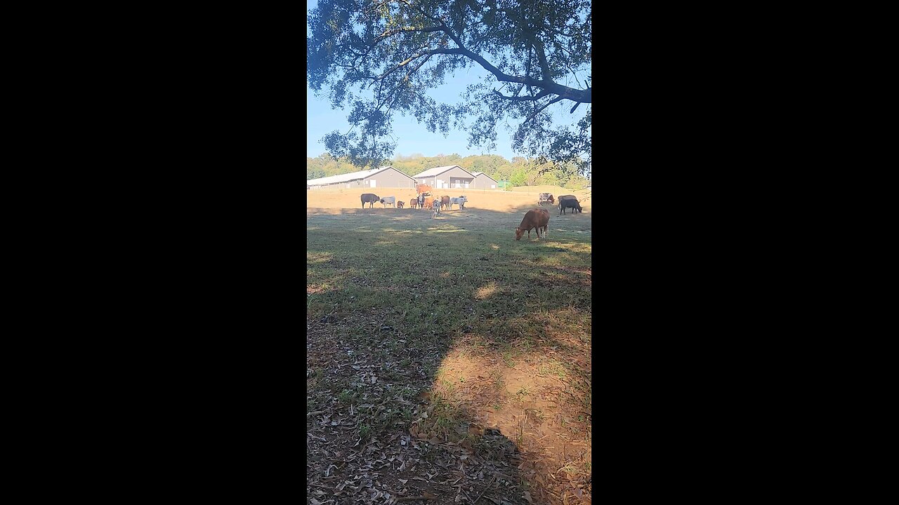 Cows and calves grazing.