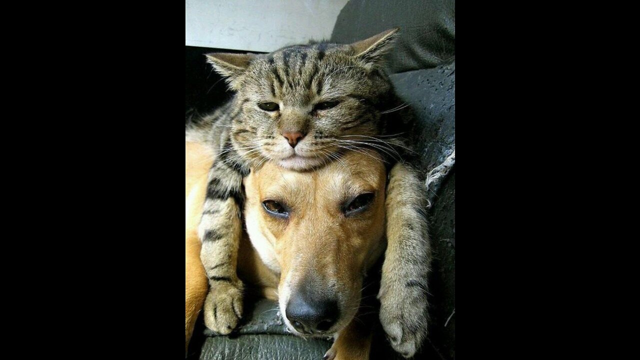 Funny Cats and Dogs