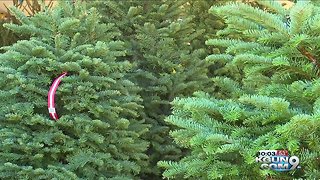 How to prevent Christmas tree infestation