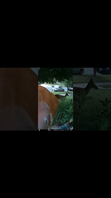 A Mother Deer Visits With her Baby Boy! 🦌 #Deer #Buck #Wildlife