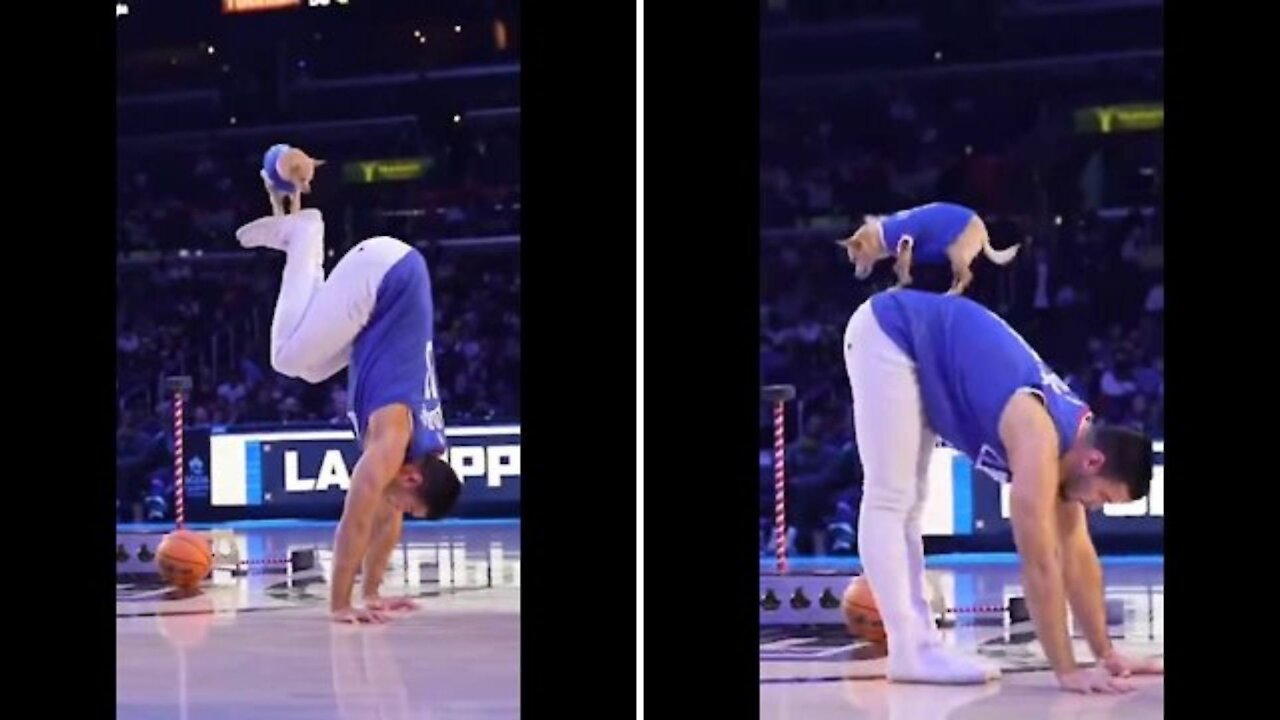 adorably puppy performed very well during circus