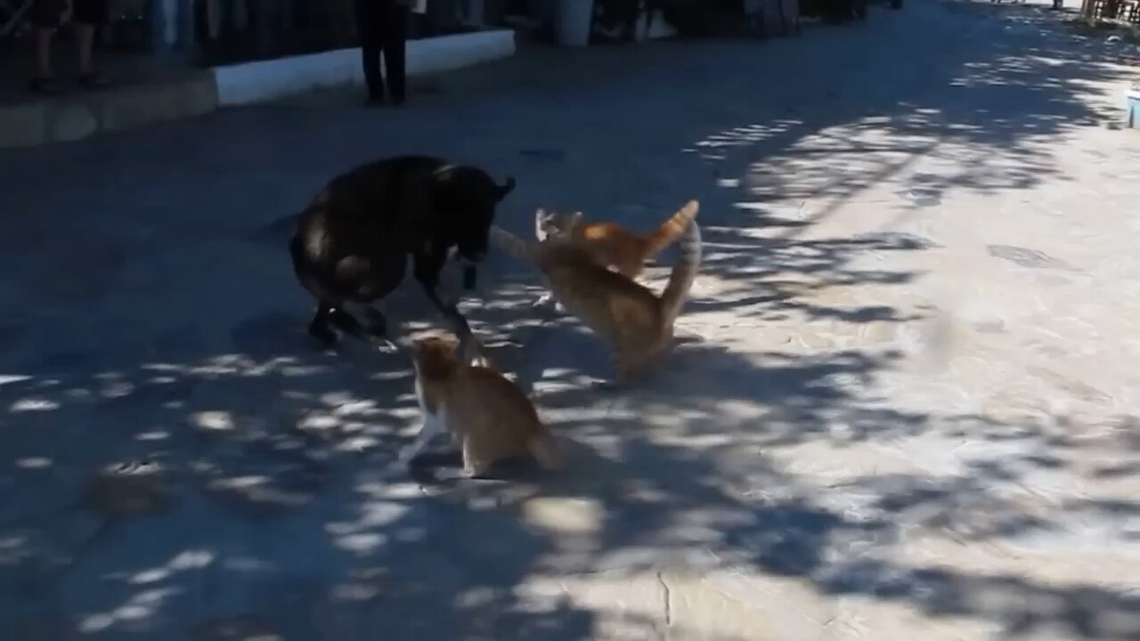 3 Cat Attacks On A dog | Very Funny 😂