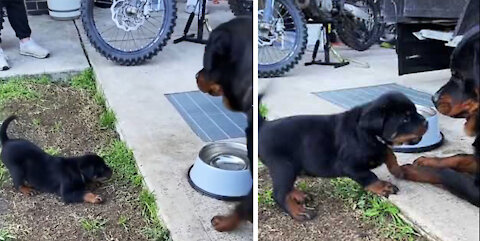 Rottweiler Mom And Son Have a Heated Discussion