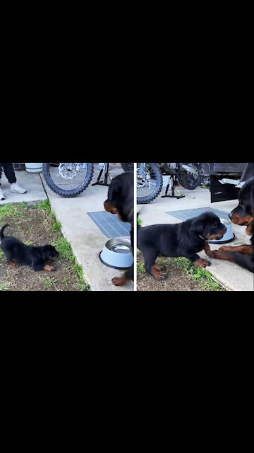 Rottweiler Mom And Son Have a Heated Discussion