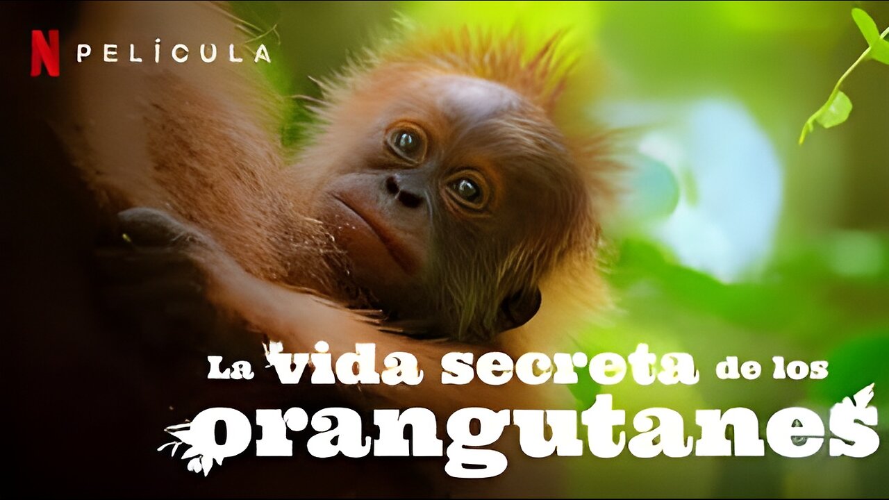 La vida secreta de los orangutanes (2024) - Documental