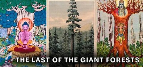 Why Did They Cut Down All The Giant Trees? - Tales Of The Olde World