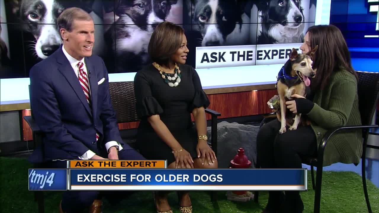 Ask the Expert: Exercise for older dogs