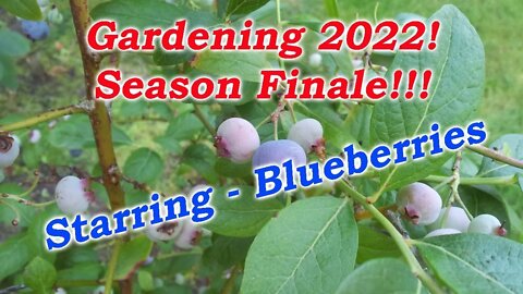 Gardening 2022, Season Finale! Starring - Blueberries!!