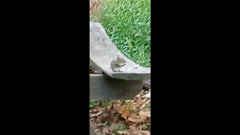 SUPER CUTE CHIPMUNK