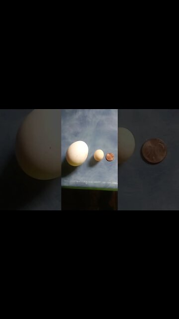 Tiniest egg?