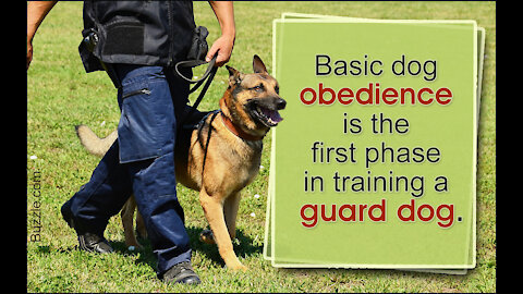 Guard Dog Training Step by Step!