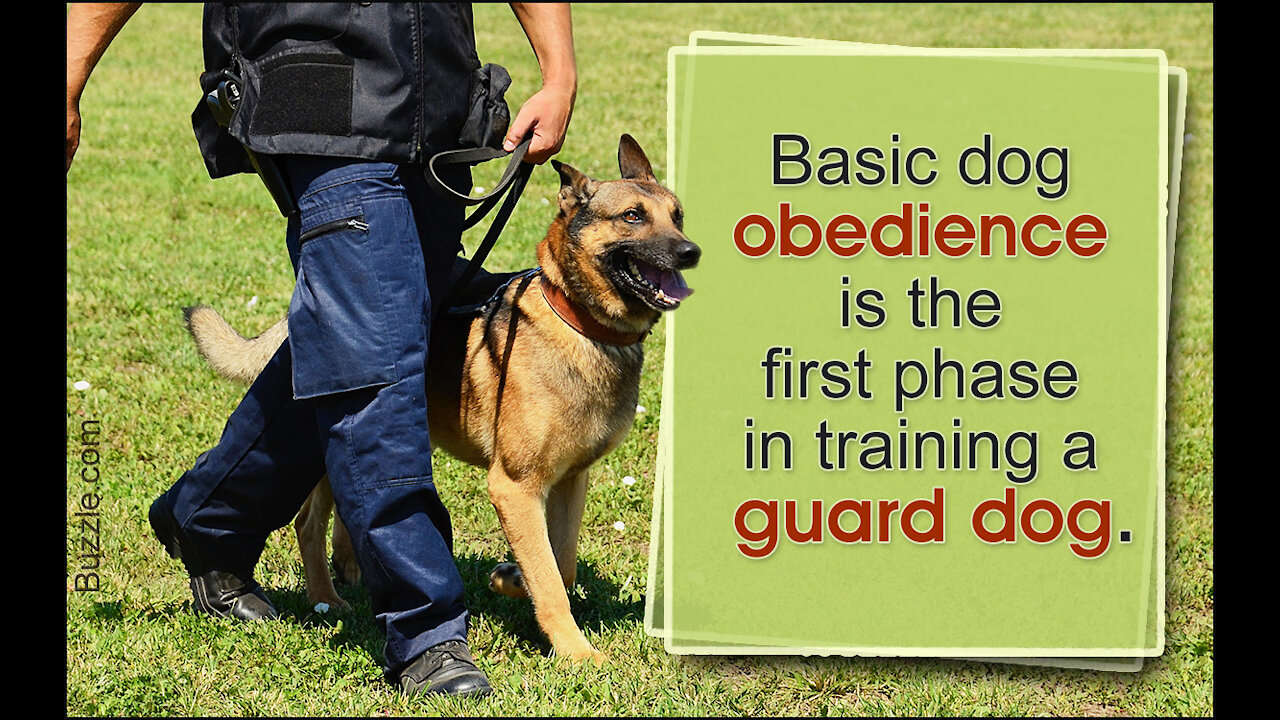 Guard Dog Training Step by Step!