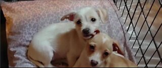 Special sale raises money for rescue group that saved "Parvo Puppies"