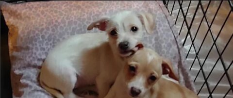 Special sale raises money for rescue group that saved "Parvo Puppies"