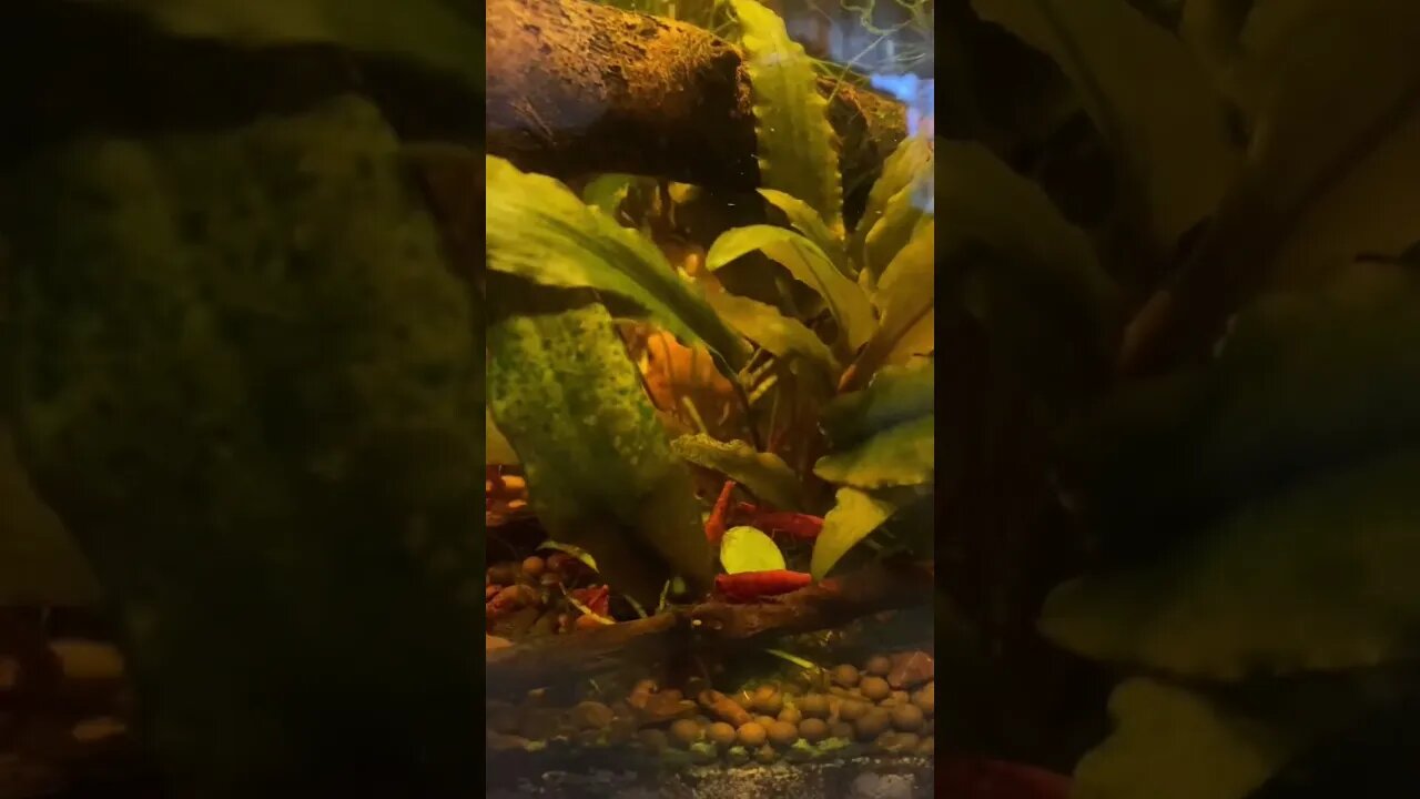 Cherry shrimp and white cloud mountain minnows in “natural” aquarium.