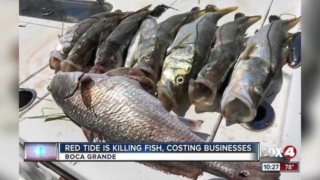 Red Tide hurting local businesses