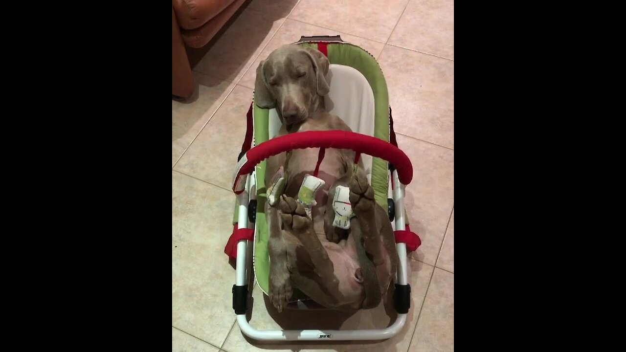 Dog falls asleep in baby balance chair