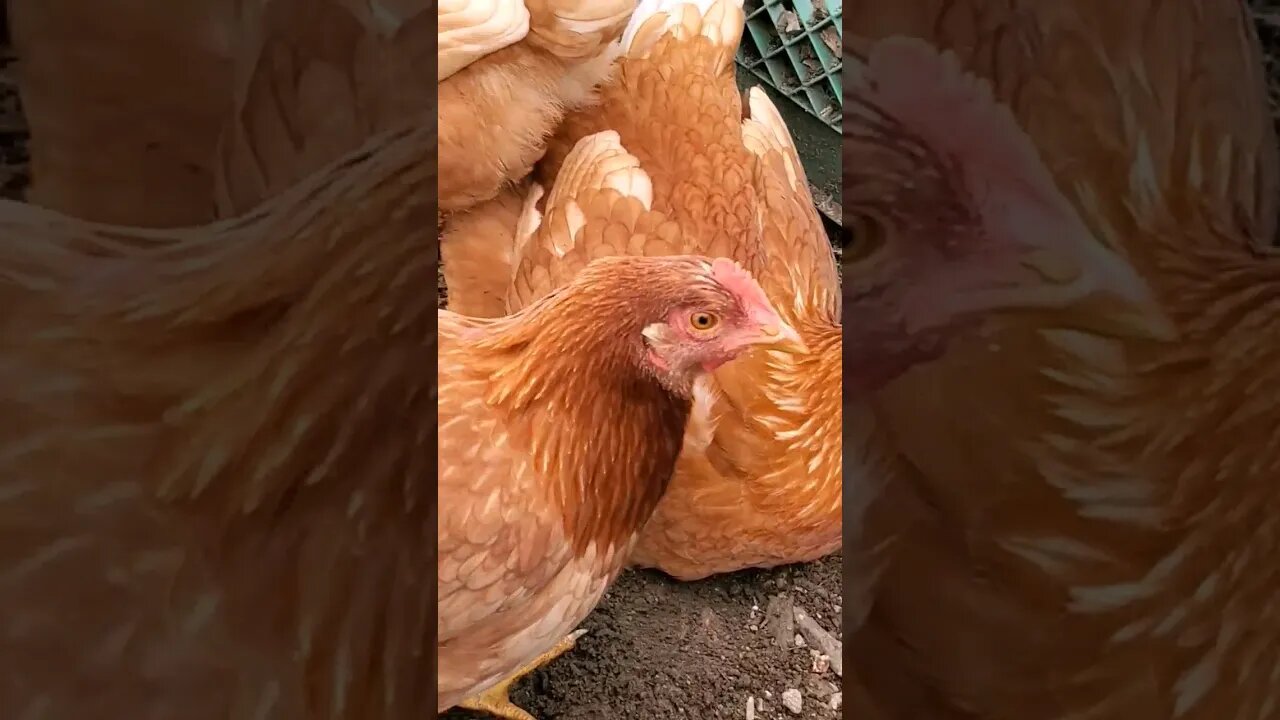 These CHICKENS choose COMPOST!