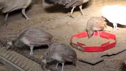 Peacocks Eating, Mr. Peacock And Friends