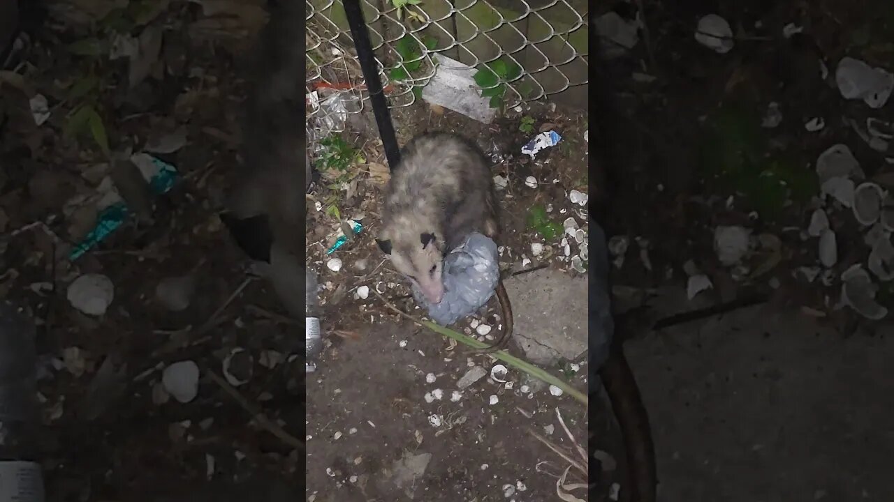 Late Night Possum #shorts #possum #downsouthdinner