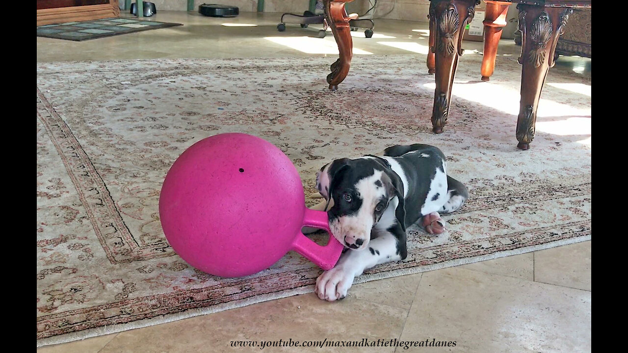 Gentle Great Dane Teaches 7 Week Old Puppy How To Play With A Jolly Ball