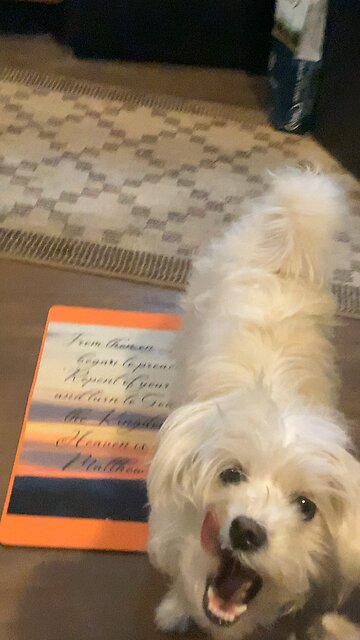 Psalm 119 121-128 LORD precepts, truth and mercy, righteousness, justice mercy. Bible with puppies