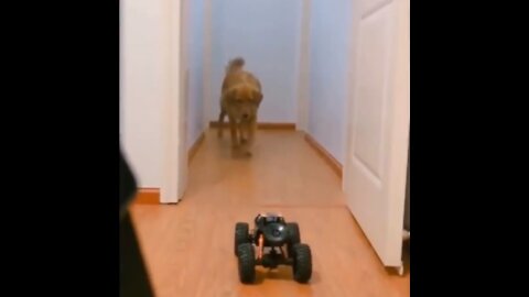 Funny Pets compilation2.1