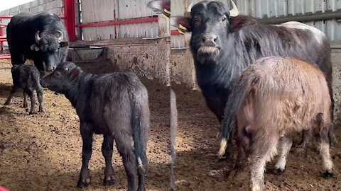 The buffalo has started feeding its baby