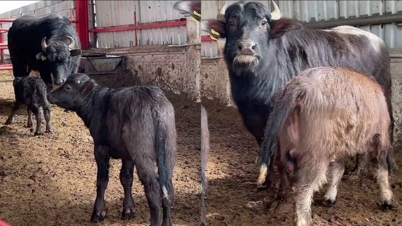 The buffalo has started feeding its baby