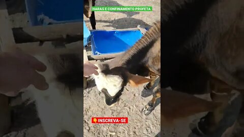 boiada tá como ?#shorts #roca #agro #agropecuaria #haras #animals #boi #deus