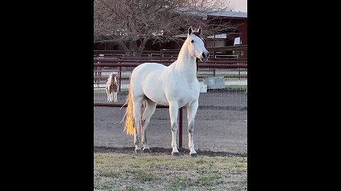 Beautiful horse 🤍🤍🤍🤍