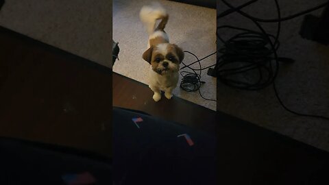 His Favorite Toy #shorts