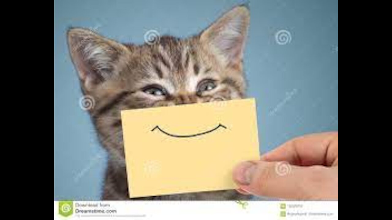 Cute And Funny Pets .Funny Happy