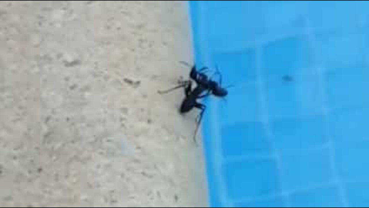 Une fourmi morte se fait jeter à l'eau