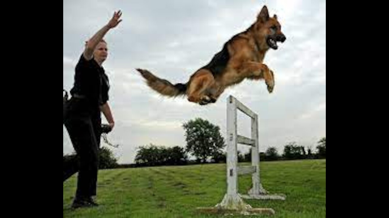Teaching dogs to guard people and objects