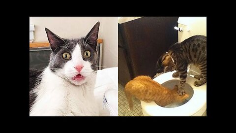 World Best Funniest🤣Cat vs animal vs Kid 🤼‍♂️ Entertainment Don't Try Laughing 🤣 2024 clips 🫡