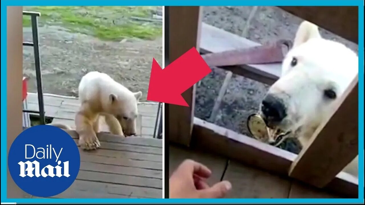 Troubled polar bear has tin can stuck in mouth asks human for help