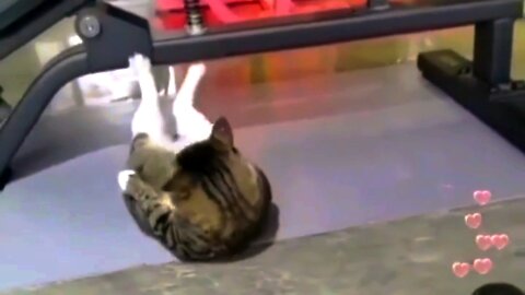 Cat Goes to Gym Everyday | Cat Funny Video cat | and Dog Loving Video Also