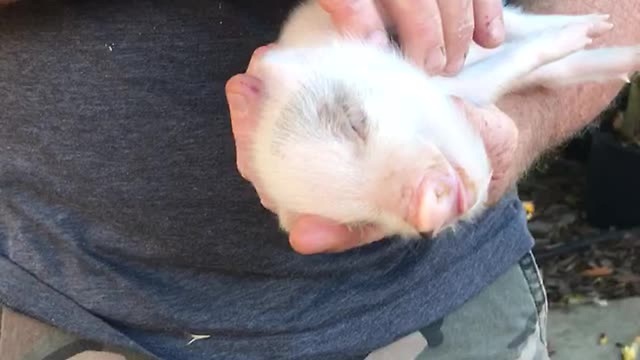 Mini Piglet Enters A State Of Nirvana After Constantly Receiving Belly Rubs