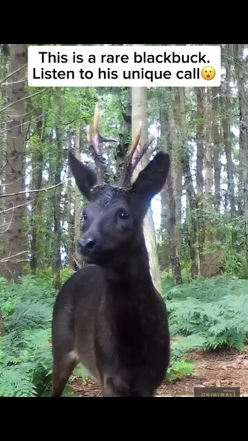 RARE BLACK DEER🌳🦌🌲 FOUND IN DEEP WITHIN FOREST WILDERNESS🌲🦌💫