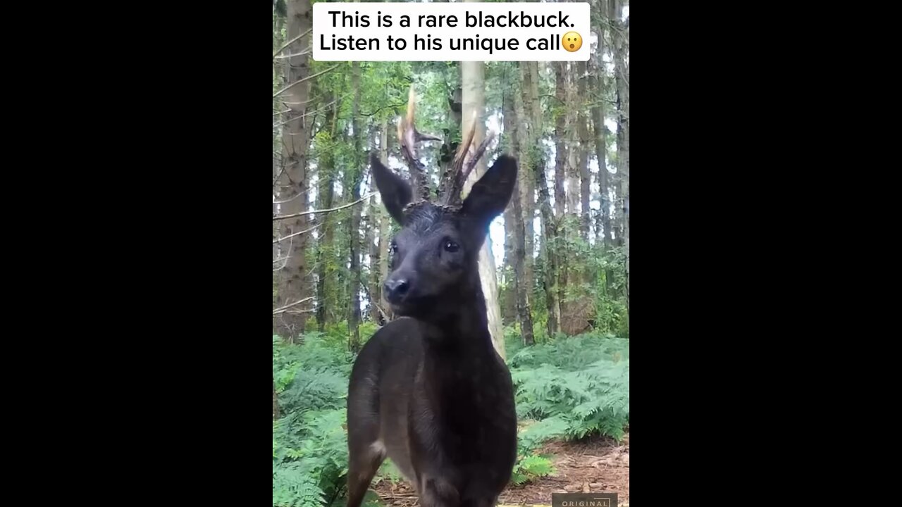 RARE BLACK DEER🌳🦌🌲 FOUND IN DEEP WITHIN FOREST WILDERNESS🌲🦌💫