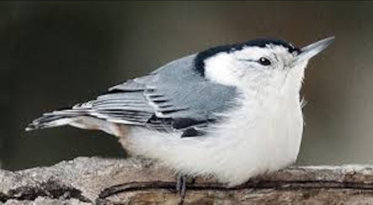 I DON'T LIKE TO SHARE! NUTHATCH TRYING TO INTIMIDATE OTHER BIRDS FROM USING THE BIRD BATH, HE FAILS.