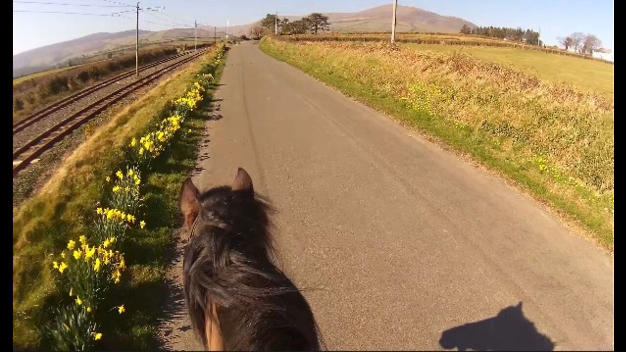 Daffodil Time on the Isle of Man - March 2022