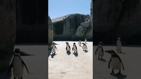 Funny penguins🐧🐧🐧#shorts..