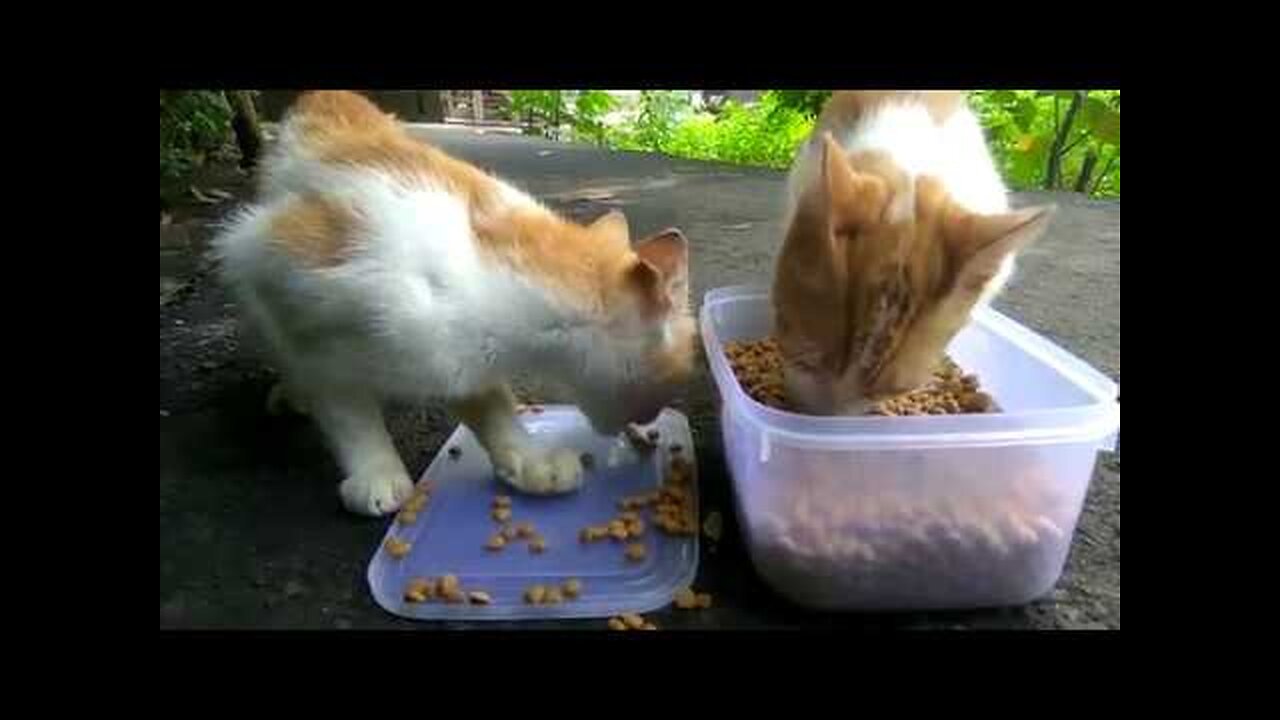 CatVlog # 1 Feeding the Village Cats on the Streets